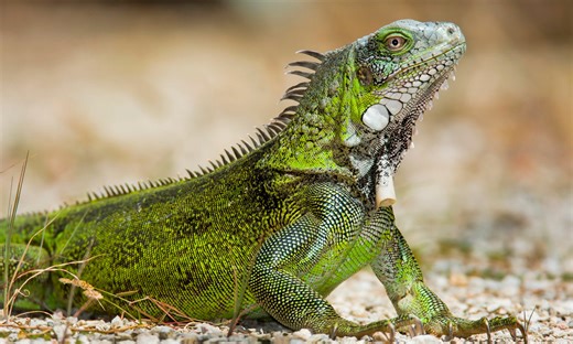 Contract renewed for green iguana culling programme