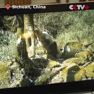 Camera Captures Panda Performing Impressive Handstand While Urinating An impressively bizarre moment was captured on camera where a panda urinated in a handstand position and cocked its leg to pee like a dog. https://www.cctvplus.com/news/20220407/8267455.shtml#!language=1 | CCTV