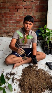 1.5K views · 12 reactions | Growing Desi mango tree from seed with easy method in India| grow mango tree from seeds | Trees Plants Info | Facebook