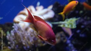 Coral reef fish, Salt water marine beautiful pink fish and other tropical fish underwater on coral reef background, aquarium video footage