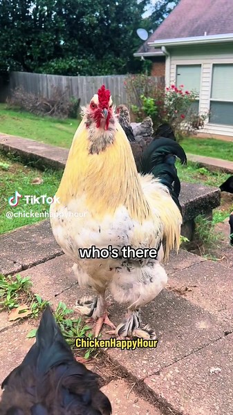 Rooster vs Yodeling: Cast Your Vote!