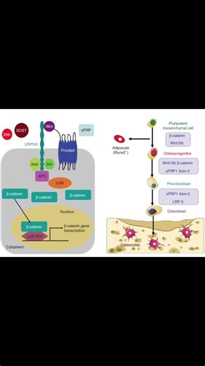 another absalutely crucial pathways let me know if there’s any vids on certain pathways your curious about #pharmecology #osteoblast #height #bonegrowth