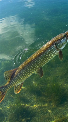 Did you see it… 😮 Whilst out feeling the Outcast Shads we stumbled across a big pike sat very well camouflaged in the weed bed. Clearly setting itself up for an ambush on the smaller bait fish. Pretty cool to catch on film. If you like this style of content, follow along to see more 🤙 #fishing #angling #pikefishing | Ebbrox