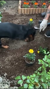 Good helper 🥰🥰 🎥 Dachshund Love - #Newchic #dog #plant | Newchic