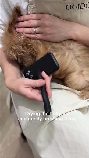 Cavapoo Puppy’s First Grooming! (Part 2)