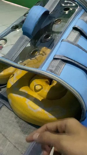 51K views · 2.8K reactions | Gekko bilek apasih ni manusia satu #lfl❤️ #lfl #lfl #reels #snake #fypシ #cutesnake #exoticpets #reptiles #fyp | Gekko Nailong | Facebook