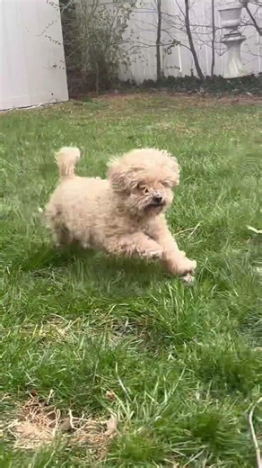 #dogslife #goldenretreivers #poochon #ohiolife