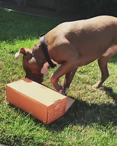 Every single toy you receive from BULLYMAKE is backed by a 14 day durability guarantee (And if the toys last 14 days, you can bet it will last much longer!) 👊👊 Power Chewers have finally met their match! The Bullymake Box sends you only the TOUGHEST toys combined with the most DELICIOUS, all NATURAL treats delivered monthly! See what 1000's and 1000's of power chewers across the globe LOVE - and use code FB10 for $10 off any plan TODAY! | BULLYMAKE