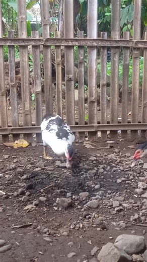 Muscovy ducks naturally forage for worms and insects in the soil , part of their daily life . . . #MuscovyDuck #MuscovyHen #DuckLife #ForagingDucks #FarmVibes #BackyardDucks #DuckMoments #DailyDucks #NatureWithDucks #PoultryLife #FarmLife #DuckWorld | muscovy life | Facebook
