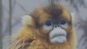 12 reactions | Golden snub-nosed monkeys, found exclusively in China's provinces of Sichuan, Gansu, Shaanxi, and Hubei, are listed as the country's first-class protected animals. They have a pale blue face, lovely lips, and upward-facing nostrils. With golden hair all over, they are known as the "most beautiful monkeys in the world." #AnimalAdventure For more: https://english.cctv.com/ | CCTV | Facebook