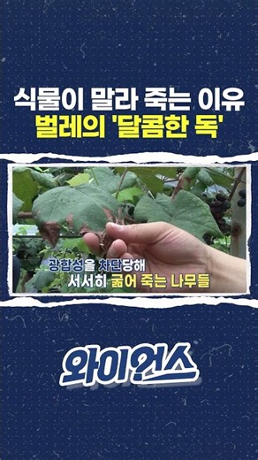Why plants wither and die: the bug's 'sweet poison' #shorts