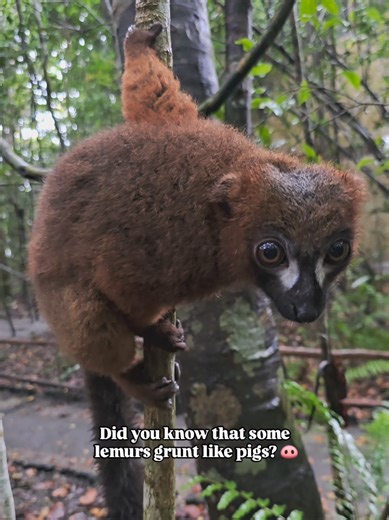 Discover the Unique Grunts of Lemurs