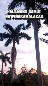 255K views · 2.7K reactions | Tatlong halamang gamot na pinakamalakas #analynalagadmodulay #reels #viral #trending #halamanggamot #avocado #malunggay | Analyn Alagadmo Dulay | Facebook