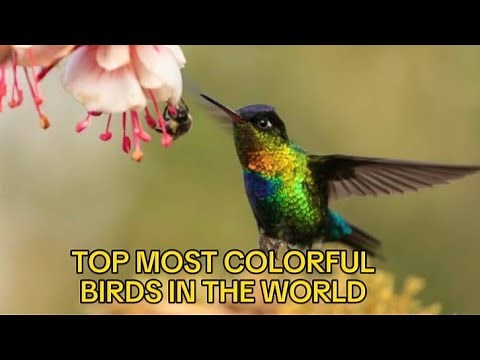 Top Most Colorful Birds That Will Blow Your Mind | Most Colorful Birds In The World