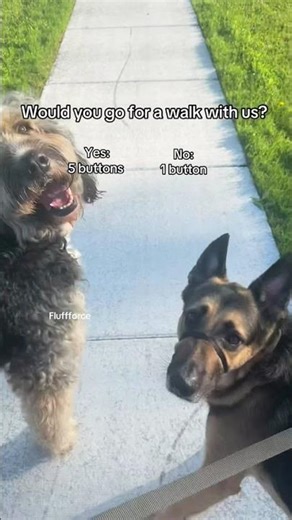 Go for a walk with us