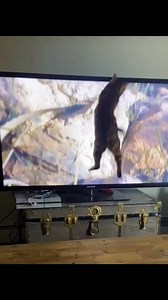 153K views · 1.3K reactions | When Cats Start Imitating Humans  Too Funny!" These copycat cats are on another level! Watch them act like humans and totally steal the show.  #CopycatModeOn #FunnyCats #CatsImitatingHumans #CatComedy #MeowMimic #CatReels #HilariousPets #CrazyCats #ViralCatVideo | Iram Mulla | Facebook