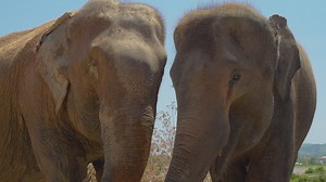 Elephants eating herbs close to each other - Free Stock Video