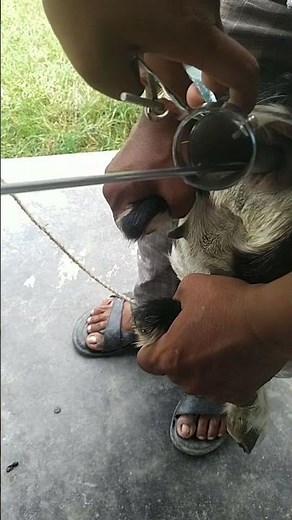 artificial insemination in Goat #animals