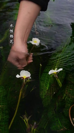 56K views · 1K reactions | From field to feast | Fresh greens and rural springtime adventures | Village Lifestyle Vlog | Facebook