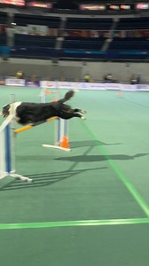 13K views · 652 reactions | VERY GOOD!  Dogs and their owners show their skills during the Philippine Circuit 2024 Agility Test held at the Smart Araneta Coliseum on Wednesday. The annual dog event will run from January 17-21, 2024. #PhilSTARFurYou | Philippine Star | Facebook