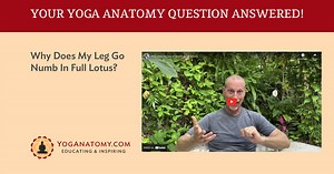 Why Does My Leg Go Numb In Full Lotus?