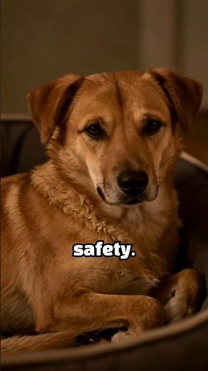 Why Do Dogs Cry When Their Owners Leave? Understanding Canine Emotions! #facts #nature