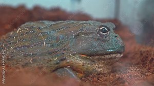 Big frog, close-up. A swamp toad sits and breathes. Toad in the aquarium.