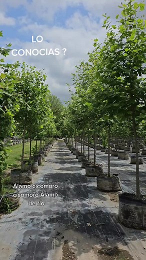 Alamo Sicomoro Sycamore Platanus occidentalis en el centro de producción Ojo de Agua #paisaje #climatechange #arquitectura #arboles #sycamore