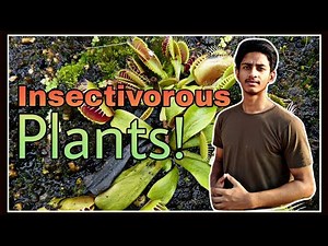 Insectivorous plants in Hindi | What are insectivorous plants?