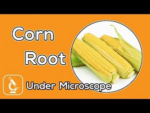 Under Microscope | What does corn root look like under the microscope?