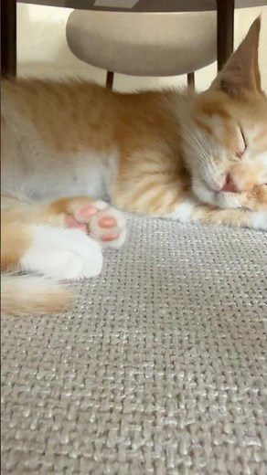 The Calmest Nap Ever 🧡His tiny paws are the cutedt thing ever💕