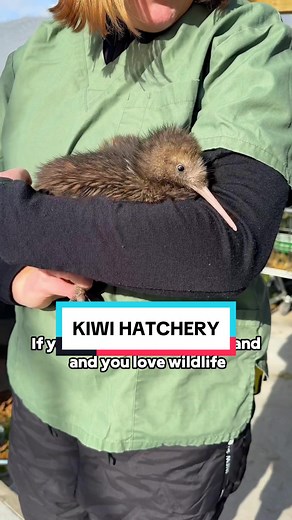 Visit the National Kiwi Hatchery in Rotorua, NZ