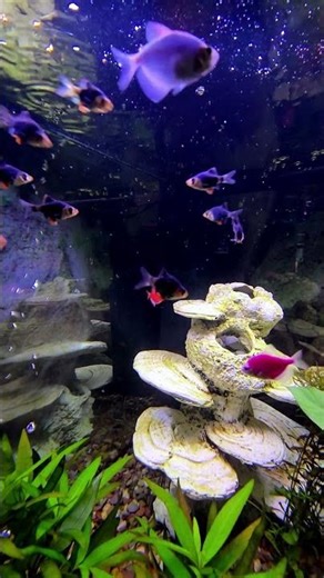 Your 35-Second Daily Zen Break 🐠 Deeply Relaxing Aquatic Sounds