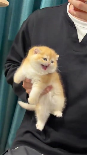 Big fat girl so good-looking #Cattery#Bear version gold gradient#12-color gold gradient