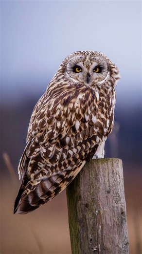 Almost exactly one year ago, something extraordinary happened. In the very first hour of my 40th birthday, while camping in the North Cascades, I lay awake listening to two owls calling to each other in the midnight dark. Their voices carried across the stillness, unlike anything I’d heard before. It felt magical. And while I can’t fully explain why, the timing made it feel like more than coincidence – as if those owls were marking the start of a new decade in my life. Since then, I’ve felt a pu