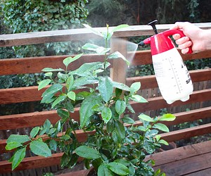 Organic Pesticide and Fungicide Spray