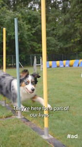 #ad Adventure days with Artemis are full of zoomies, agility, and beach walks. But even on days like these, the most energetic pet parents can still feel a little guilty. With @hillspet Nutrition, Artemis is getting the fuel she needs to help her stay active, and happy - giving Dylan peace of mind knowing her pup is getting the nutrition she deserves! 🐶🐾 | People Are Awesome