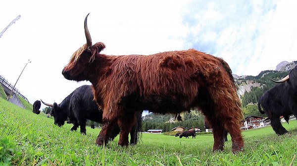 Mini-Highland & Co.: Darum liegen Mini-Rinder im Trend