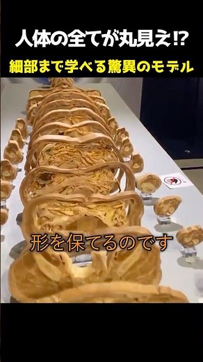 The entire human body is visible!? An amazing model that lets you learn every detail