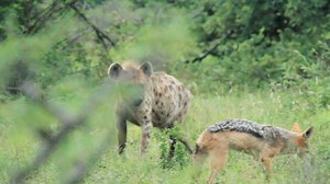 Hyenas feeding on impala carcass while the jackal is picking up crumbs #reels #trend #video #travel #viral #nature #africa #wildlife #amazingfacts #trend #AfricanBushKingdom | African Bush Kingdom