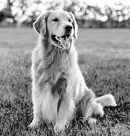 Hi-Point | Hi-Point Pet Food