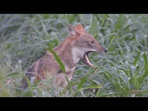 Jackal sounds at night