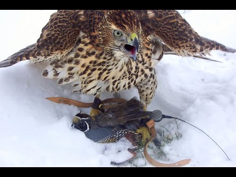 Falconry: How to stop or prevent screaming and vocalizing