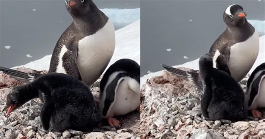 Photos Of Rare All Black Gentoo Penguin Chick Taken In Antarctica