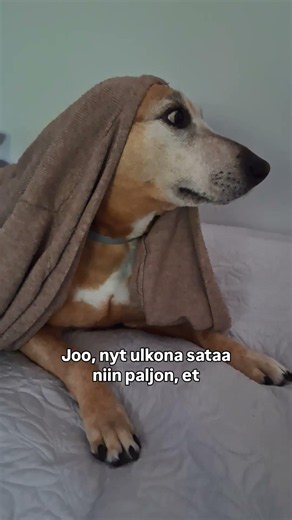 Sää muuttui nyt auringon paisteesta raekuuroon nopeasti. Helli ei viihdy raesateessa🐶 #shorts