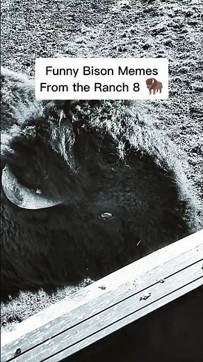 Funny Bison Memes From the Ranch