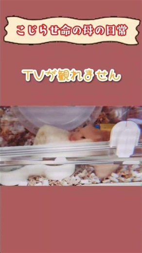 「TVが観れません」 #替え歌 #推し #こじらせ #命の母 #ハムスター