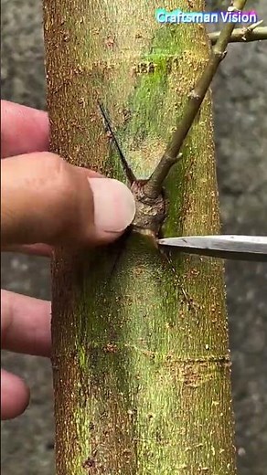 Fruit tree subcortical grafting technique