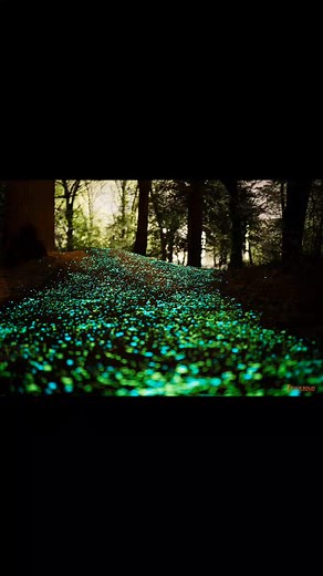 4 comments | Leopards Loop Glow Trail Located just east of the famous Slaughter Pen Bike Park in Bentonville, AR is the Leopards Loop beginner flow trail. This trail was refurbished and capped with a chip-seal hard surface in Spring of 2020, making it suitable for riding in nearly any weather condition | Spokes & Sprockets LLC | Facebook