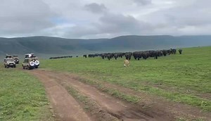 88K views · 1K reactions | A riveting encounter - lion, buffalo...